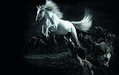 White  Horse  And  Wolves  2K  Live  Wallpaper