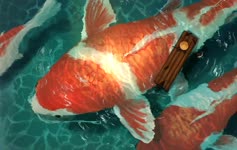 Big Koi Jasmine Miao Fish Live Wallpaper