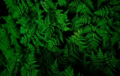 Green Fern Deskop Live Wallpaper
