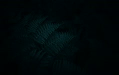Ferns in the Dark Deskop Live Wallpaper