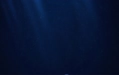 Relaxing Ocean JellyFish HD Live Wallpaper