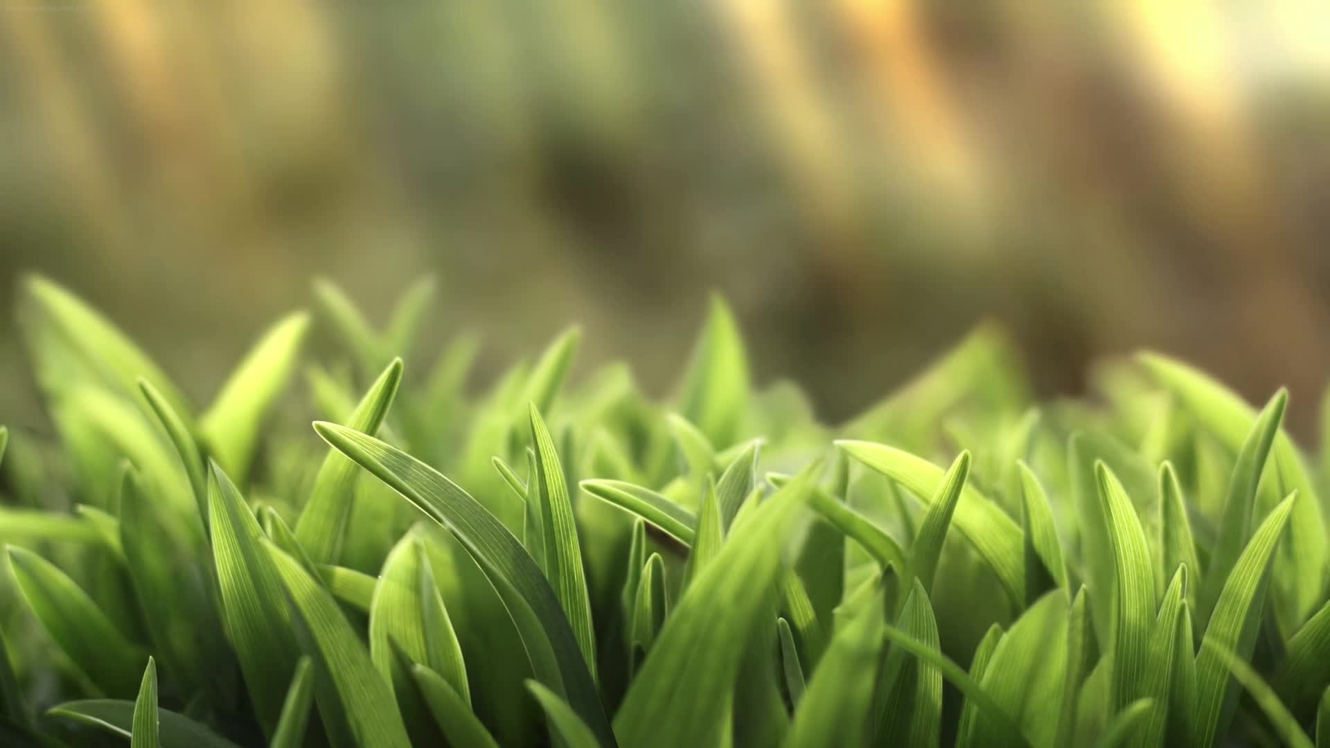 Download Green Grass HD Live Wallpaper