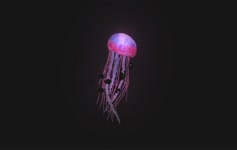 Jellyfish And Black Fish Swimming Live Wallpaper