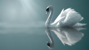 PC Animated Swan Live Wallpaper