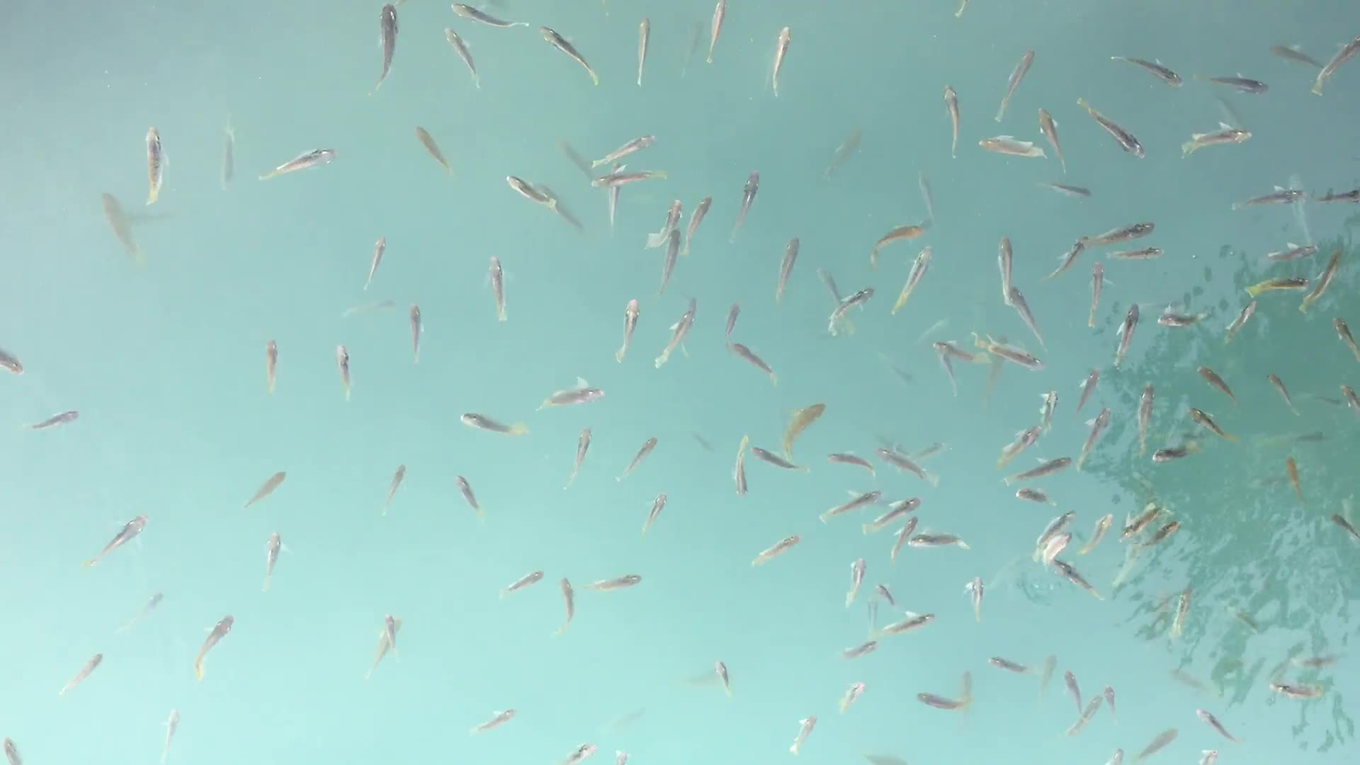 Download Fish Tank PC Live Wallpaper