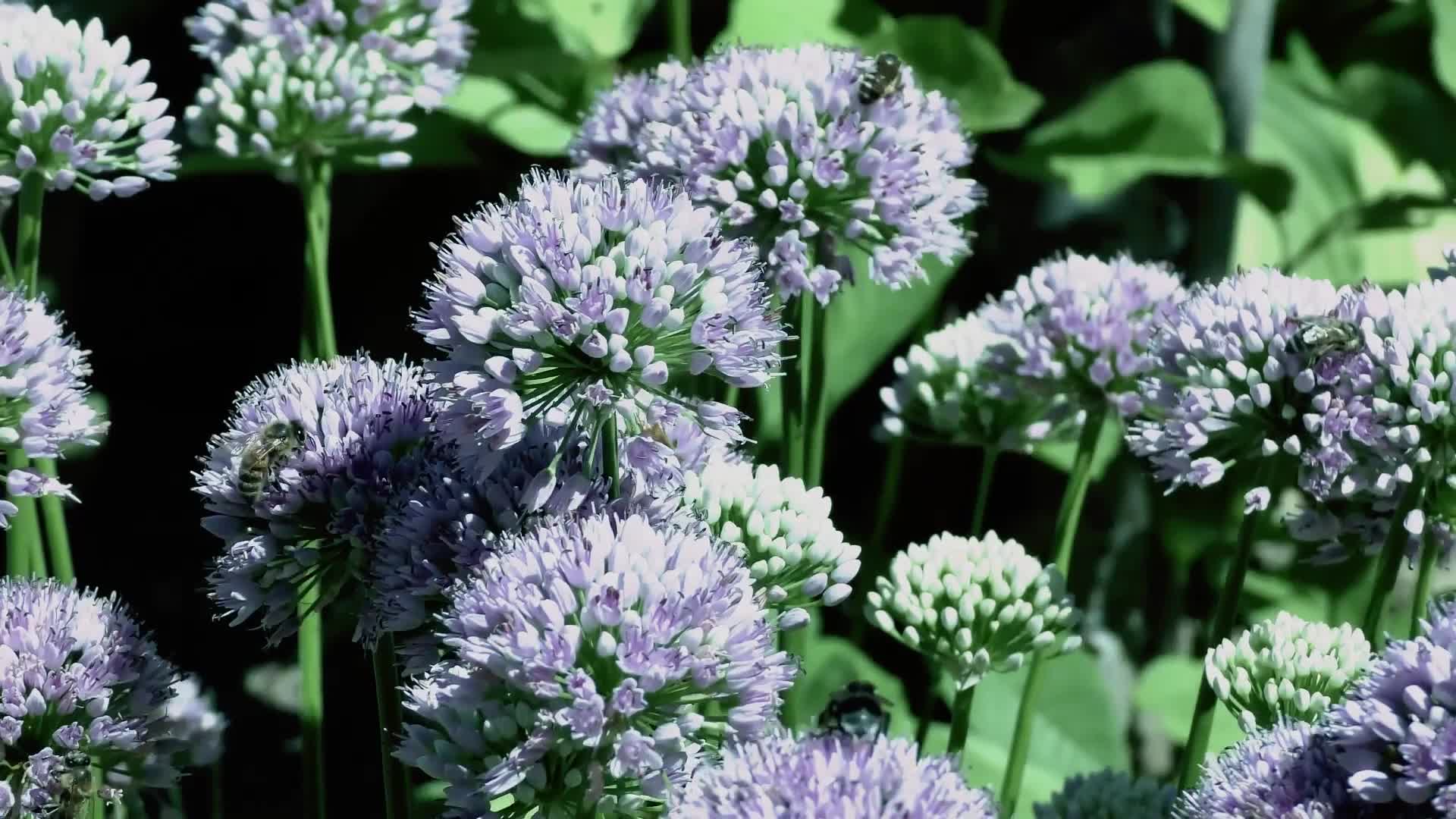 Download Flowers Windows Animated Wallpaper