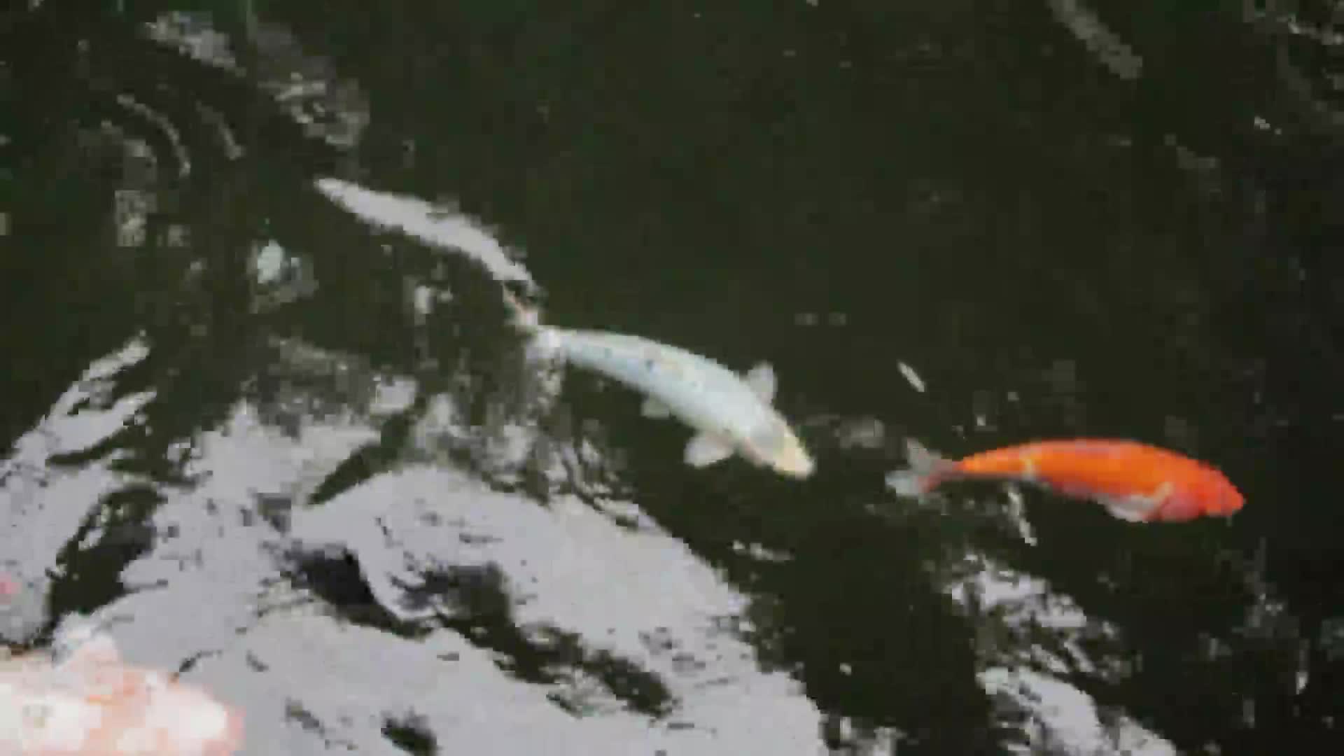 Download Gold PC Live Wallpaper