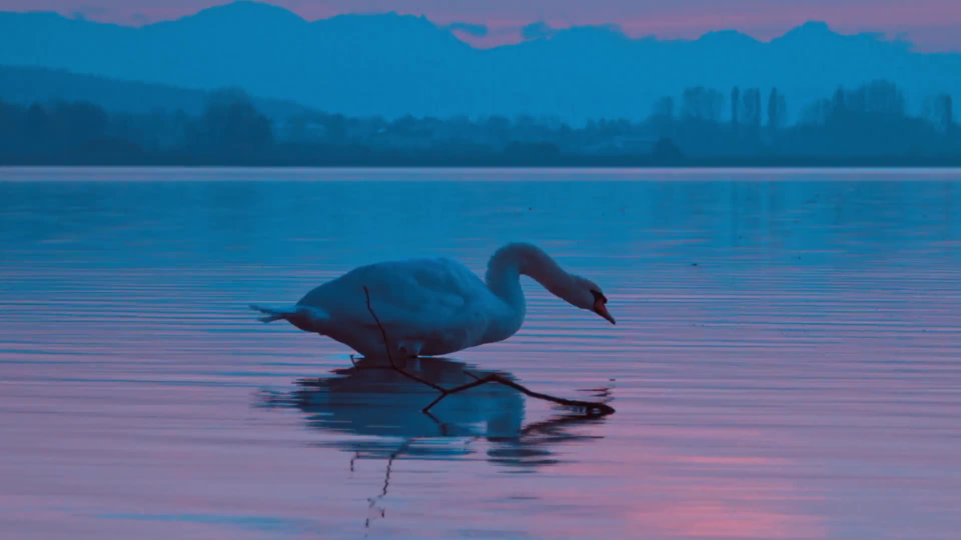 Download One Swan PC Live Wallpaper
