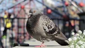 Pigeon Impossible PC Live Wallpaper