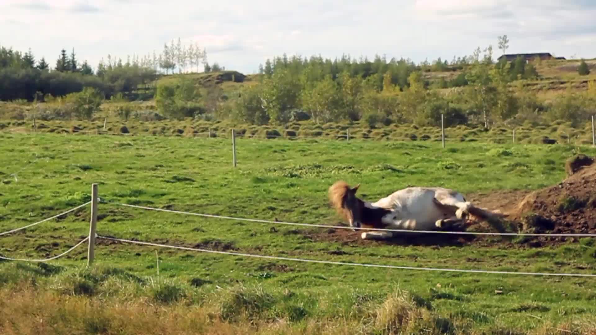 Download Rolling horse PC Live Wallpaper