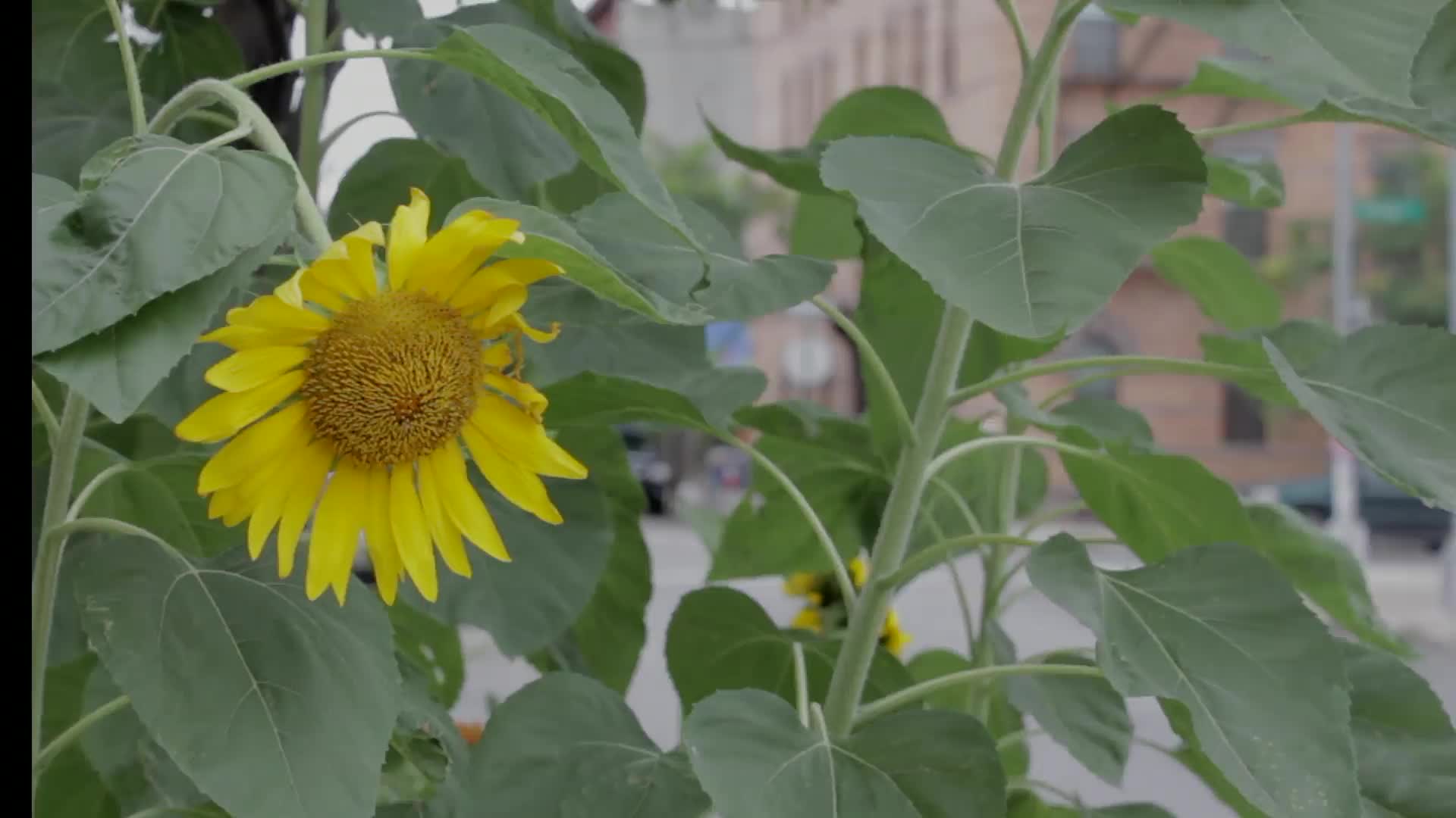 Download Sun Flower PC Live Wallpaper