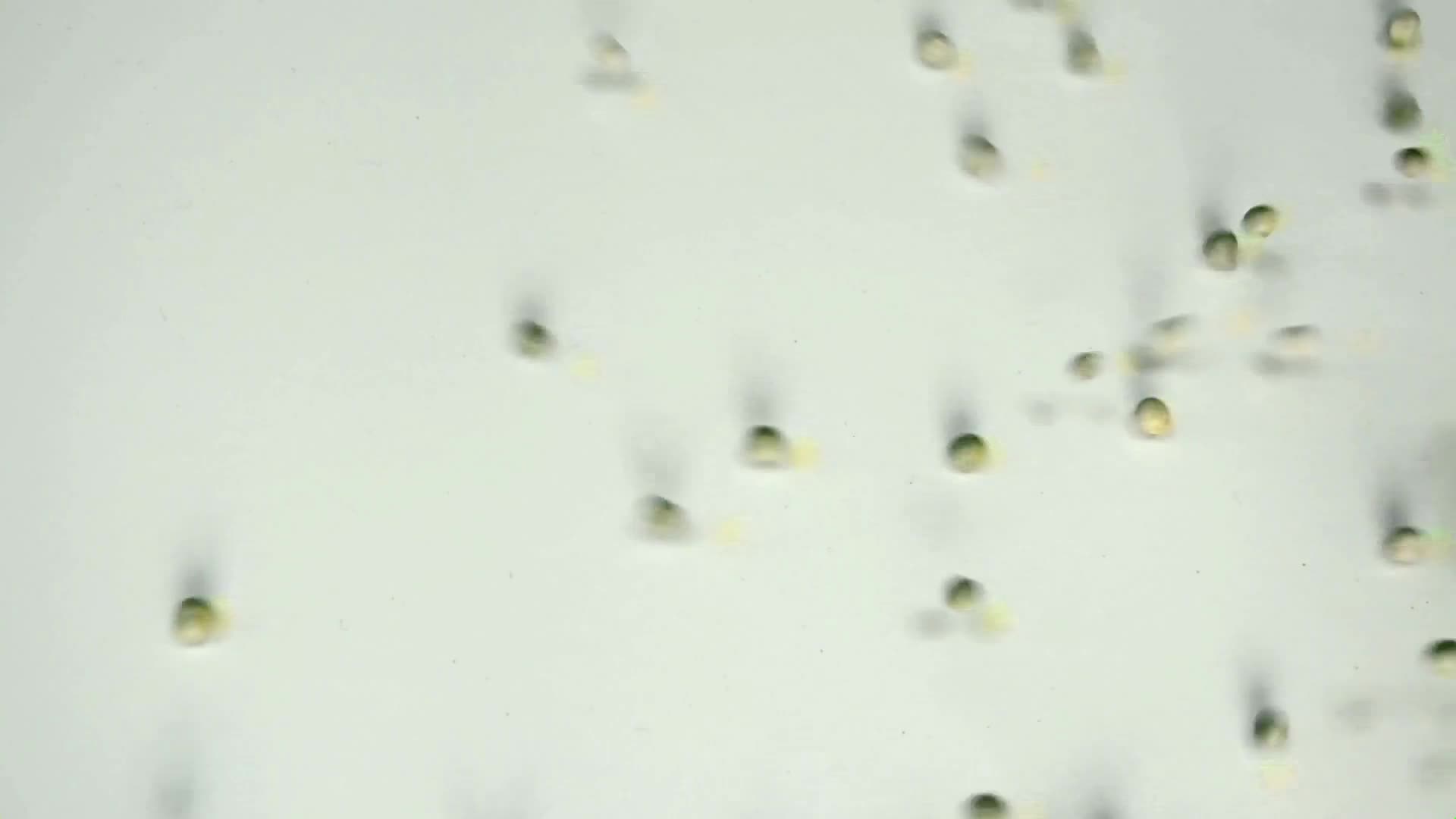 Download Vegetables Windows Animated Wallpaper