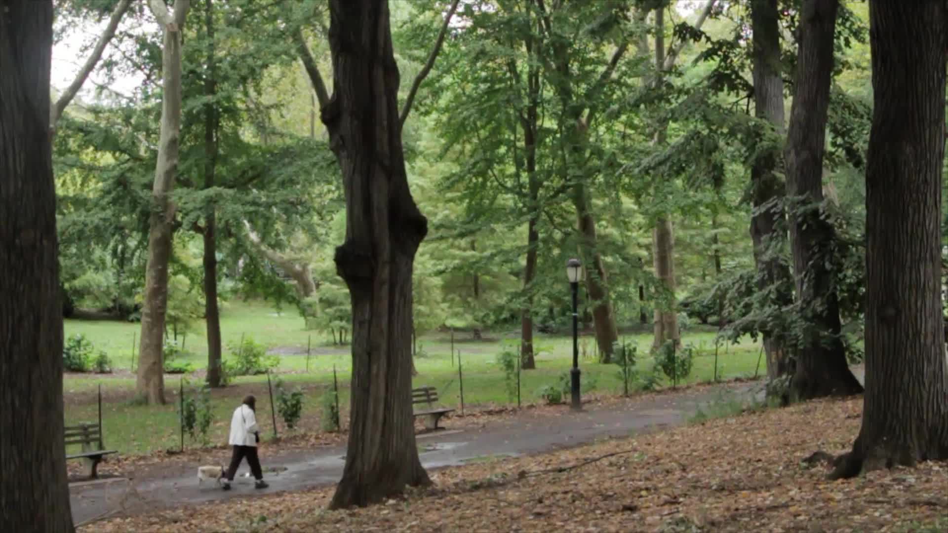 Download Walk The Dog PC Live Wallpaper