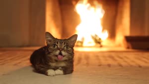 Cat and FirePlace Animated Wallpaper