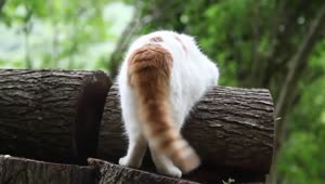 Funny Cat Tail Animated Wallpaper