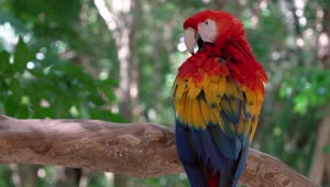 Colors of Nature - Parrot 4K 60fps Live Wallpaper