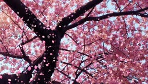 Cherry Blossom Animated Wallpaper