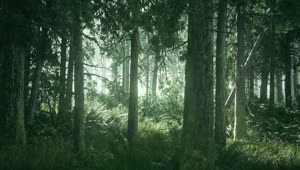 TLOU2 Beautiful Forest HD Desktop Wallpaper Using Wallpaper Engine w Download
