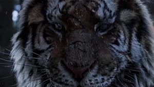 PC Angry Tiger Live Wallpaper