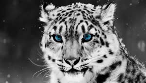 PC Snow Leopard Live Wallpaper