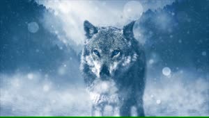 PC Cold Wolf Live Wallpaper