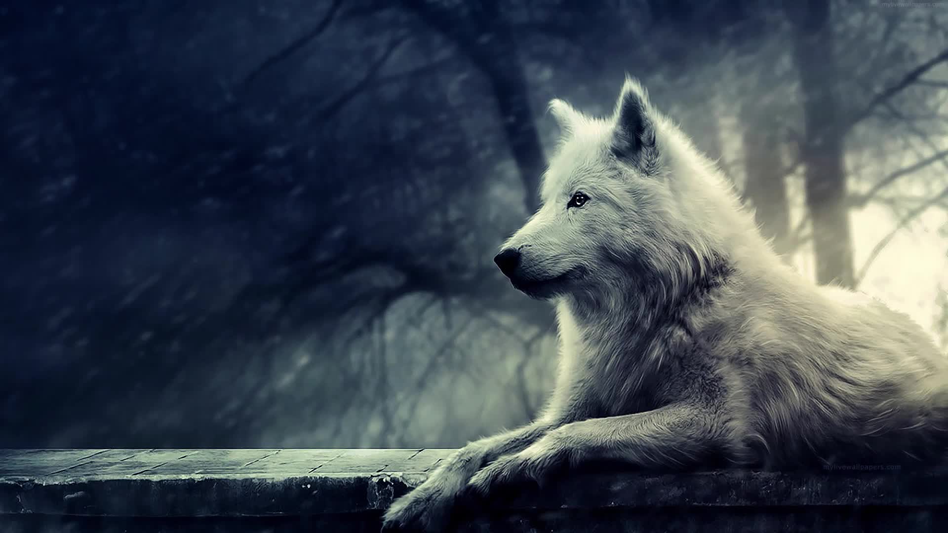 Download PC White Wolf Live Wallpaper