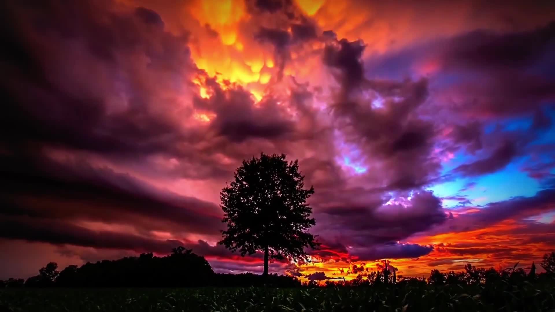 Download PC Evening Tree Live Wallpaper