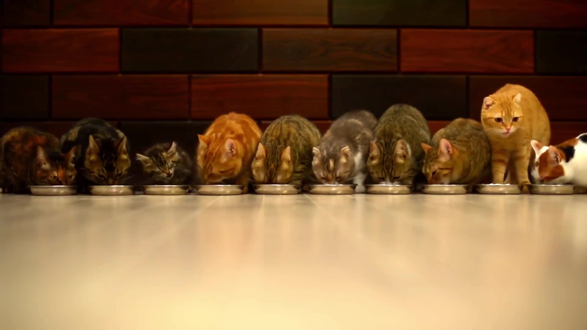 Download PC Cats Eating Live Wallpaper