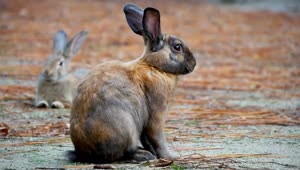 Fondo de Pantalla Animado de Conejo Marrón ⭐️ en Movimiento