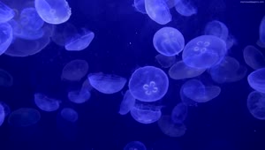 PC Jellyfish Live Wallpaper