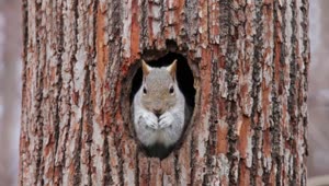PC Squirrel Tree Live Wallpaper