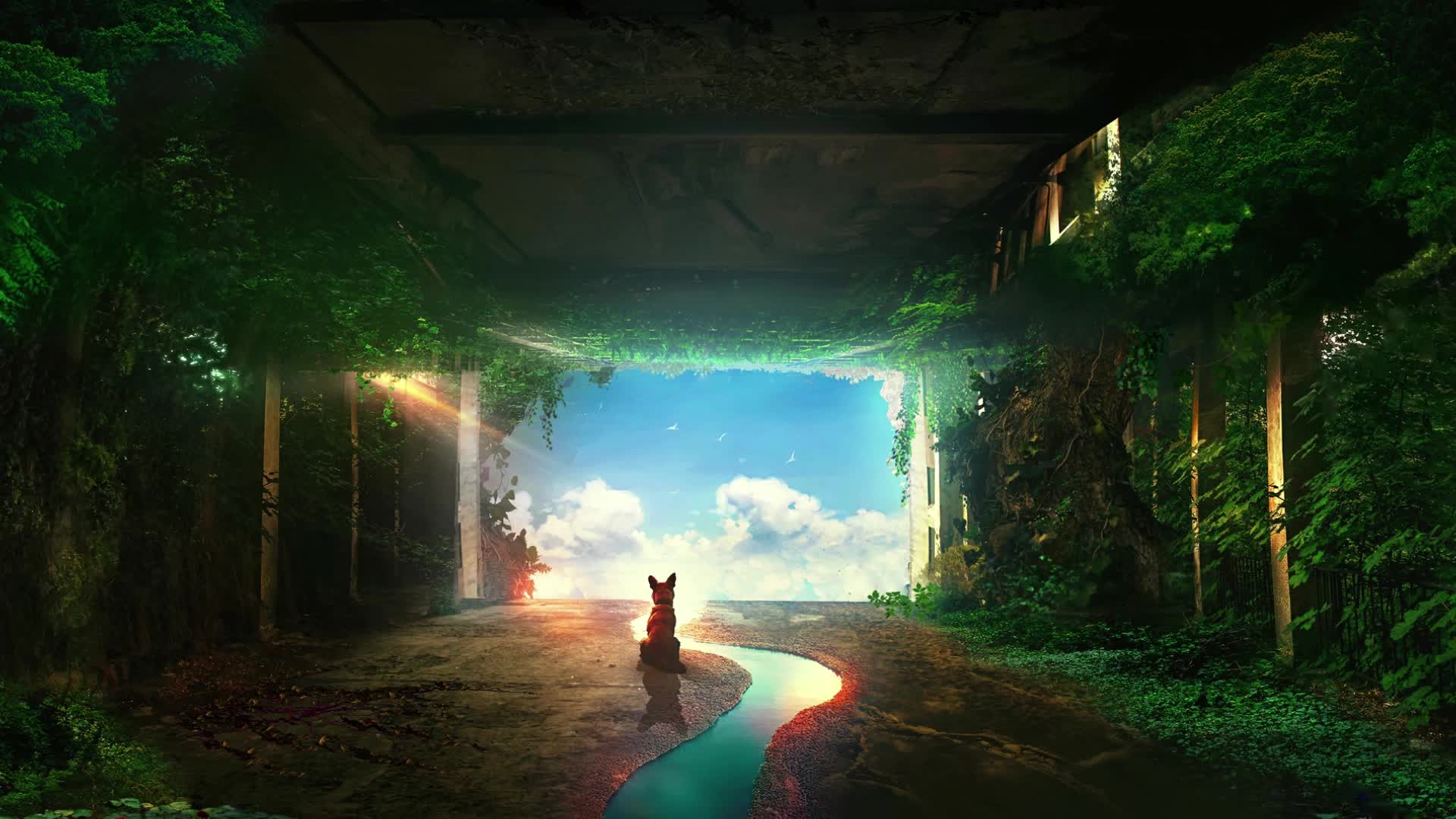 Download PC Lonely Dog Live Wallpaper