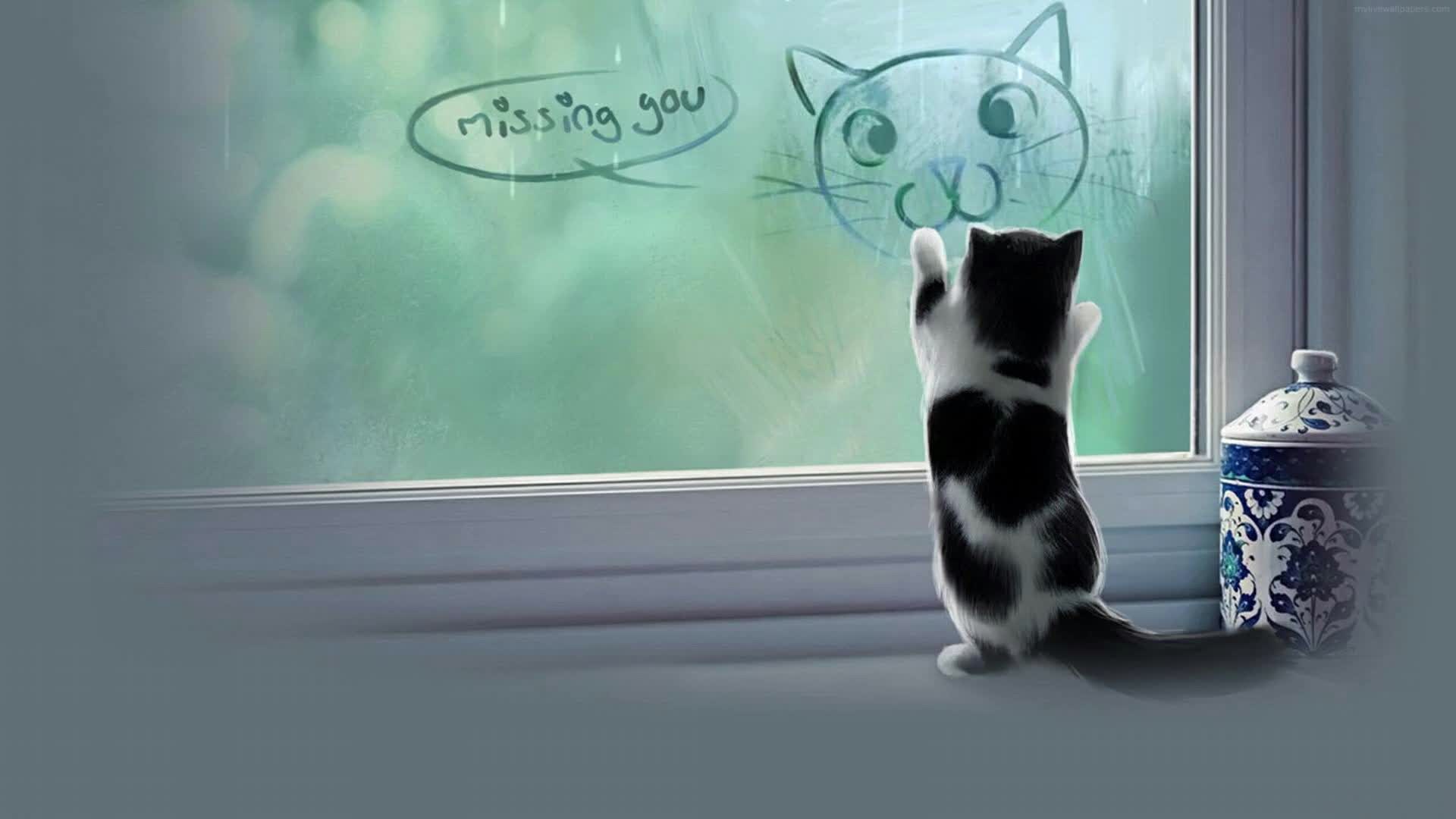 Download PC Miss You Cat Live Wallpaper Free
