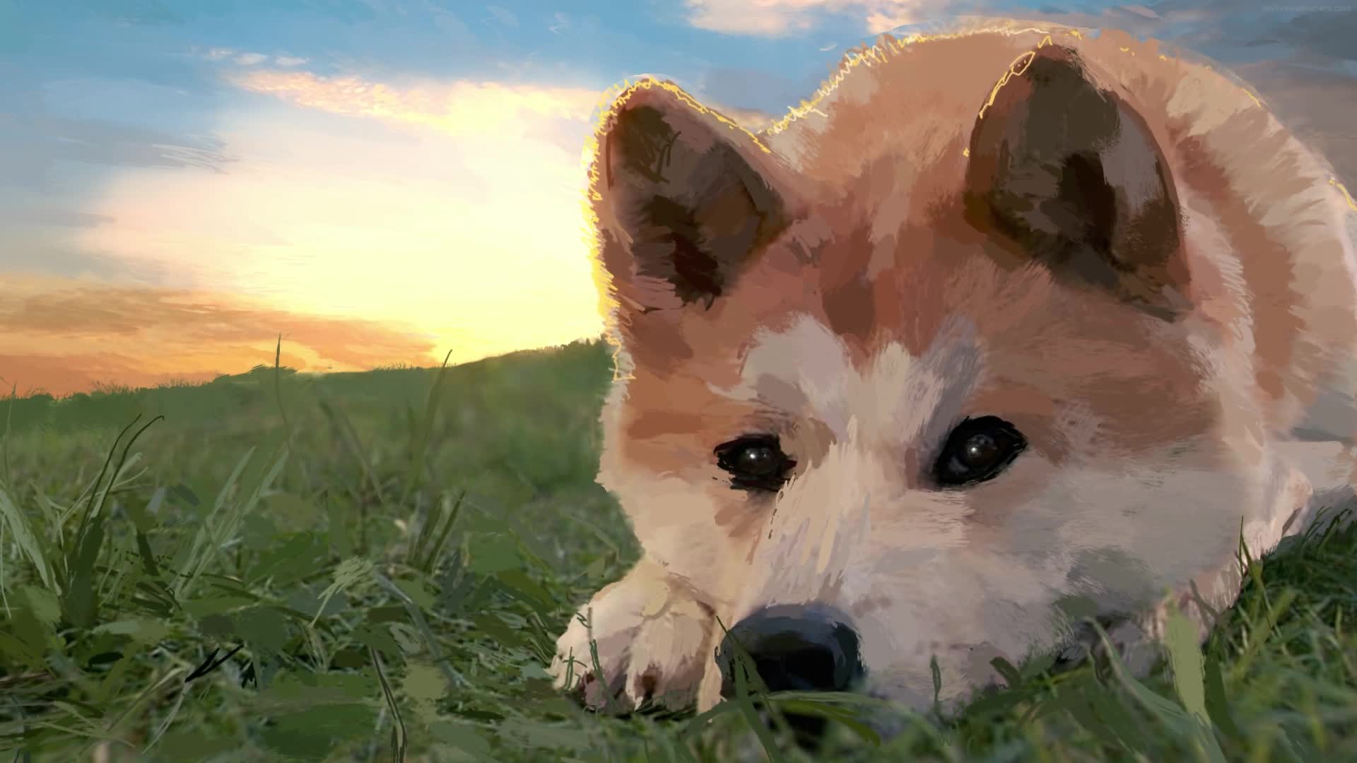 Download PC Shiba Inu Live Wallpaper Free