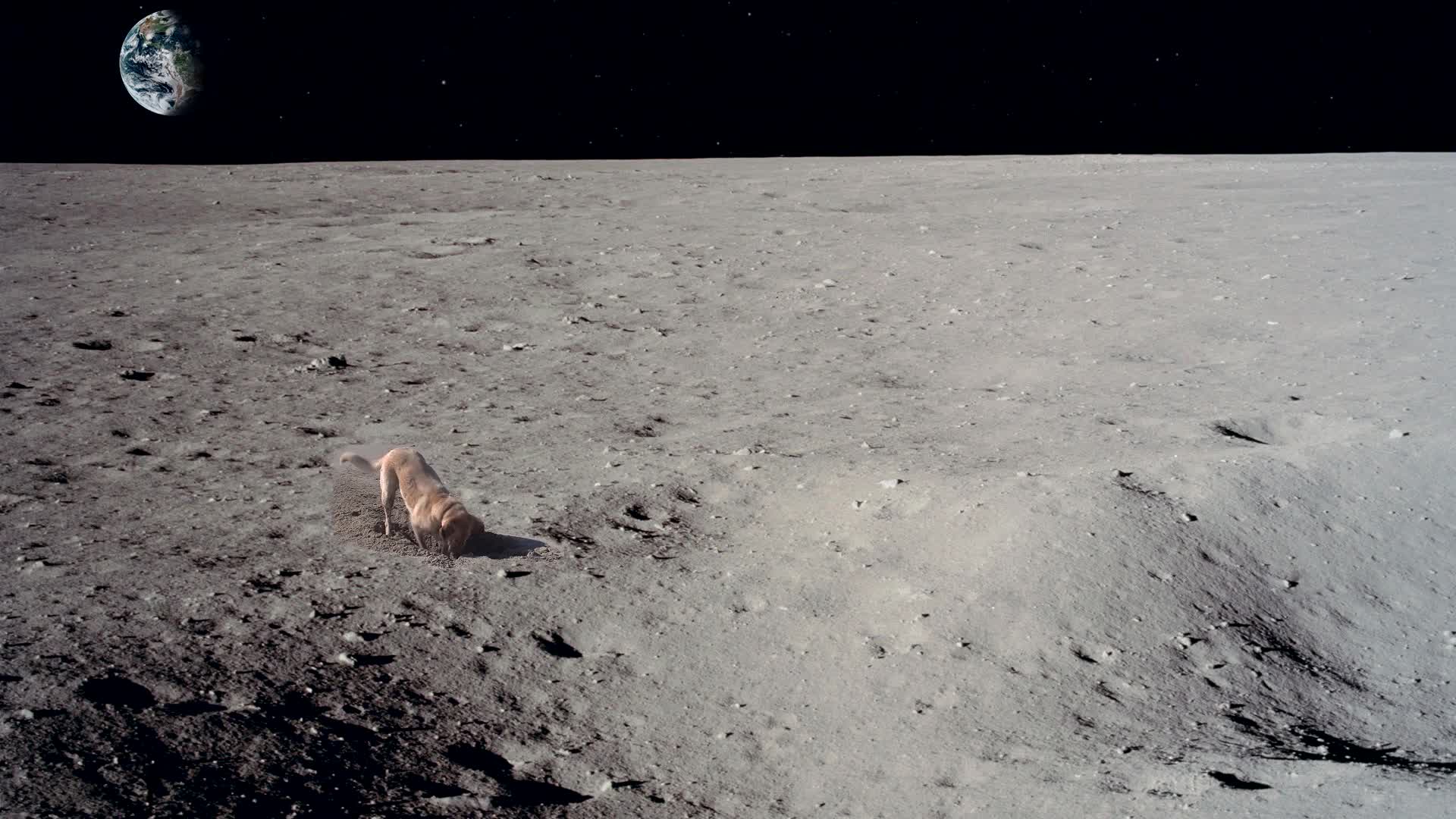 Download PC Dog on the Moon Live Wallpaper Free