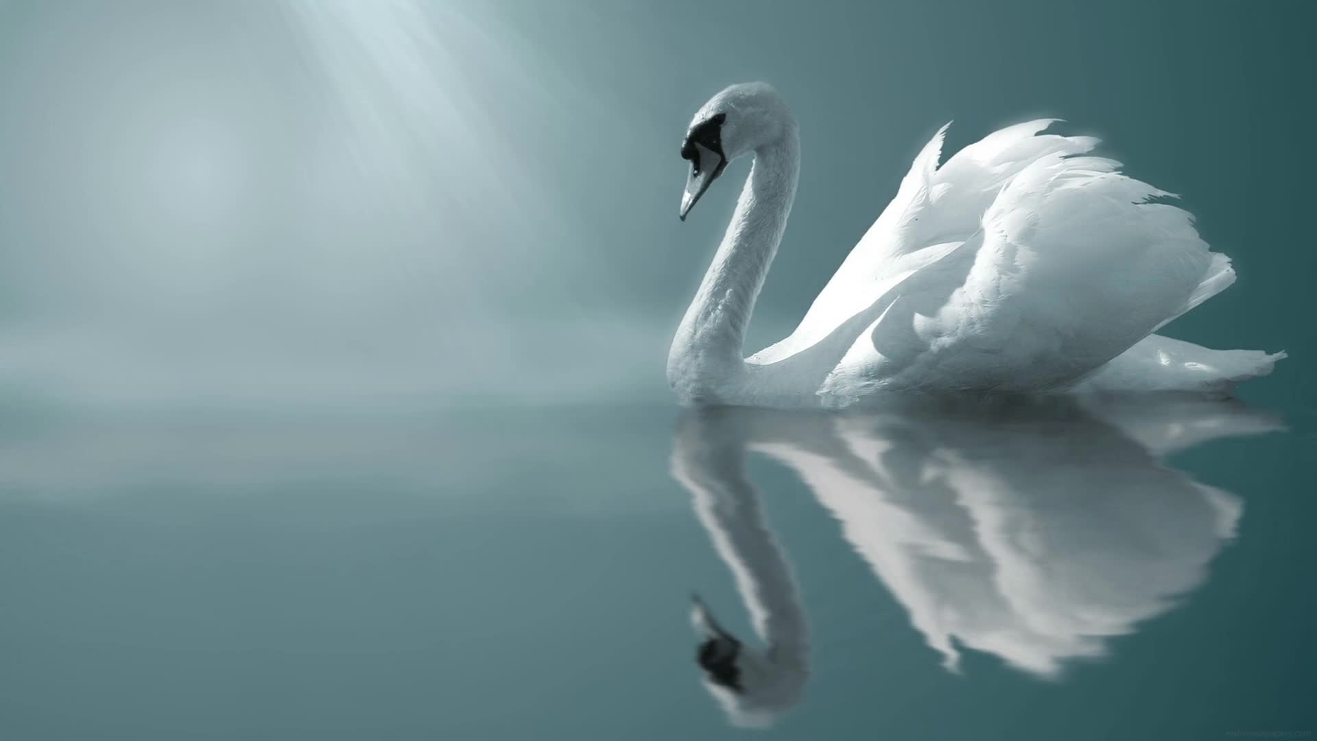 Download PC Swan Live Wallpaper Free
