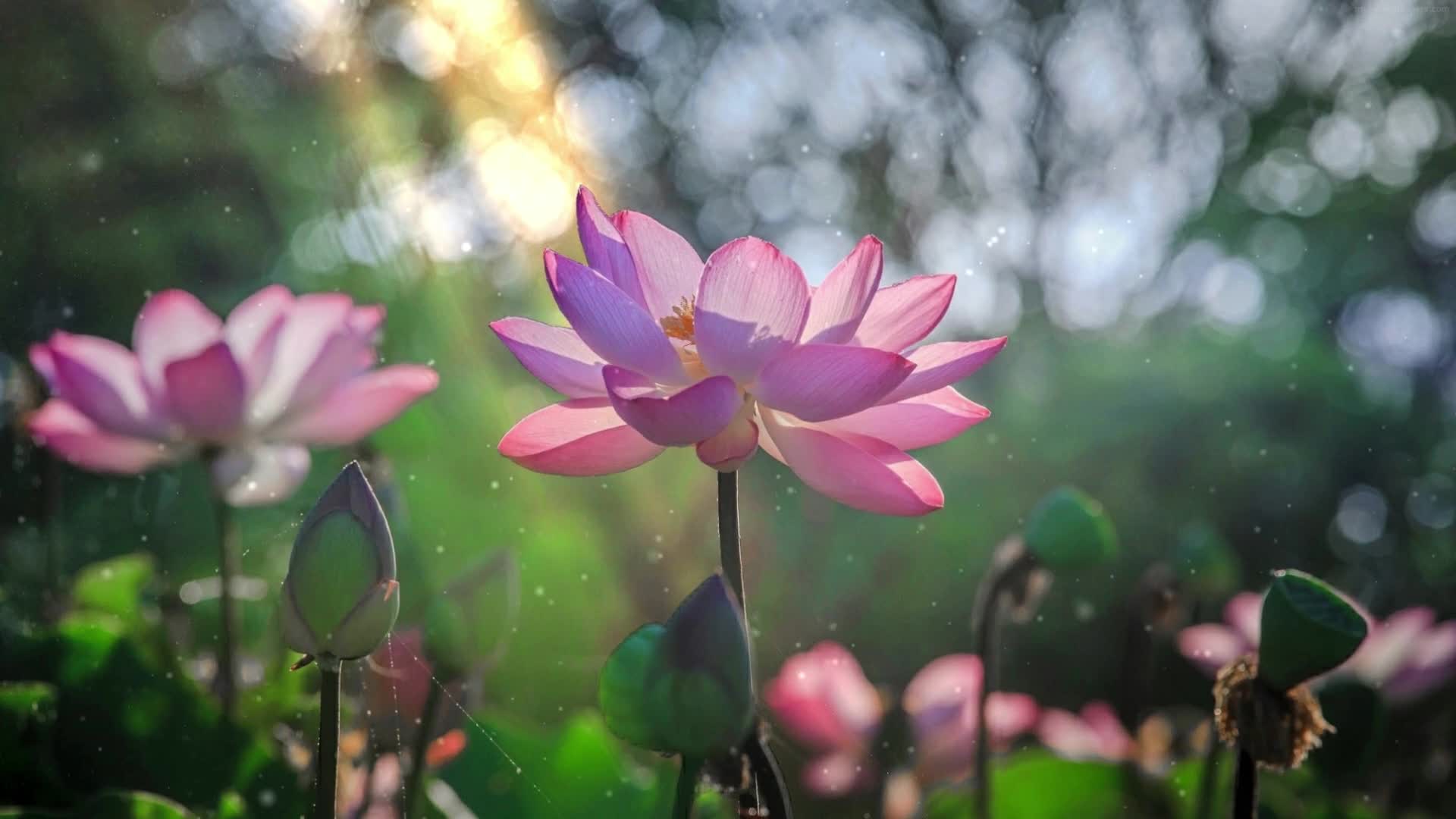 Download PC Lotus Live Wallpaper Free