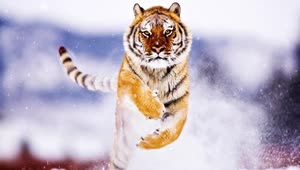PC Tiger Snow Live Wallpaper Free