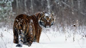 PC Snow Tiger Live Wallpaper Free