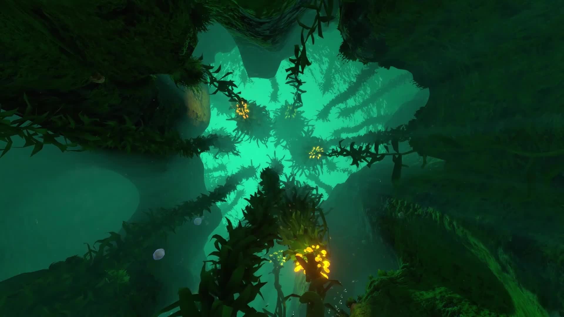 Download PC Kelp Forest Live Wallpaper Free