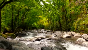 PC Forest River Live Wallpaper Free