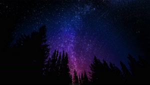 4K Midnight Forest Beneath The Milky Way Live Wallpaper For PC