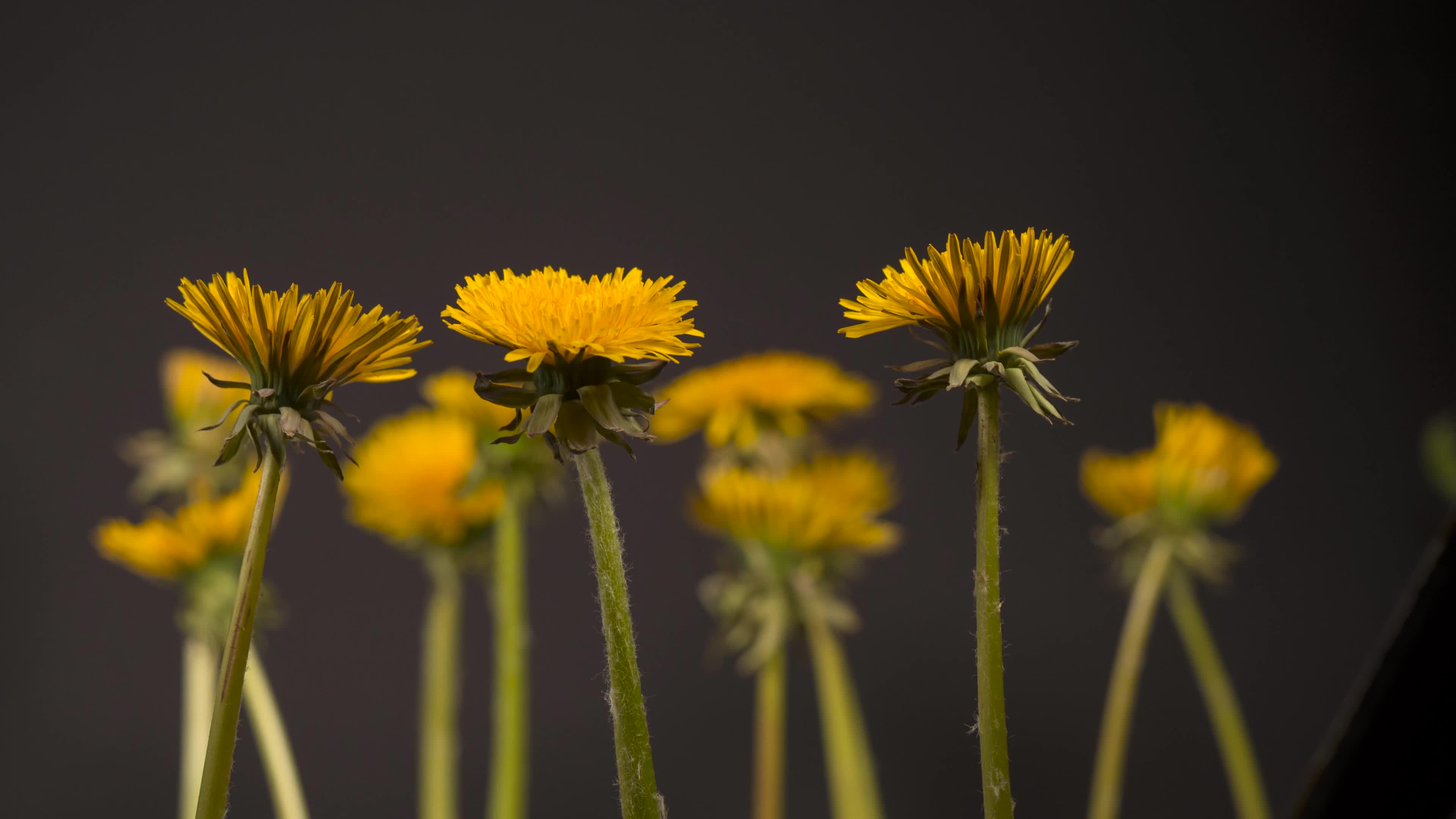 Download Flowers 72763 Original Free Stock Video