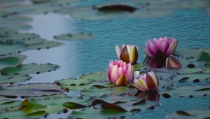 Water Lilies 75008 Free Stock Video