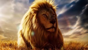 Lion Lying Down On The Grass HD Live Wallpaper For PC
