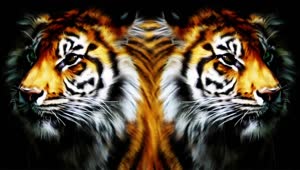 Tiger Mirror HD Live Wallpaper For PC