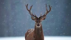 Deer In The Snow HD Live Wallpaper For PC