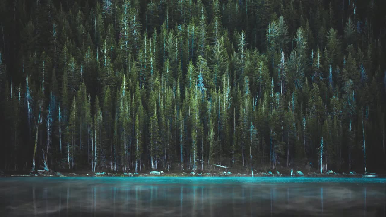 Download Into The Woods HD Live Wallpaper For PC