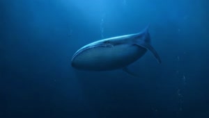 Whale Deep Sea HD Live Wallpaper For PC