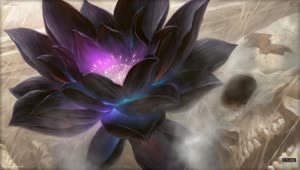 Black Lotus Flower HD Live Wallpaper For PC